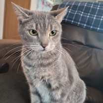 Thumbnail photo of Daisy #3