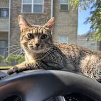 Thumbnail photo of Moe #3