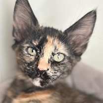 Thumbnail photo of Yari #1