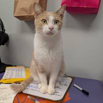 adopt-pet