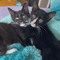 Thumbnail photo of Tux #2