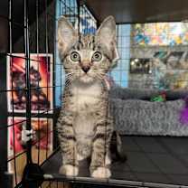 Thumbnail photo of THEODORE MOUSEKATEER #1