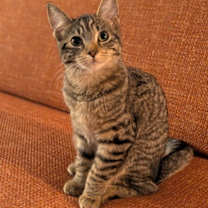 Thumbnail photo of Apple (has to be adopted with #1