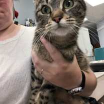 Thumbnail photo of Iris (must be adopted with App #3