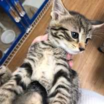 Thumbnail photo of Apple (has to be adopted with #3