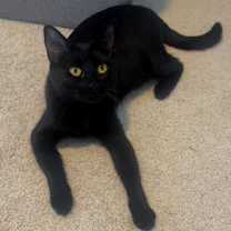 Thumbnail photo of Shellsea #1