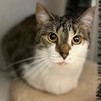 Thumbnail photo of Zoey #3