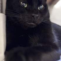 Thumbnail photo of Cinderfella #1