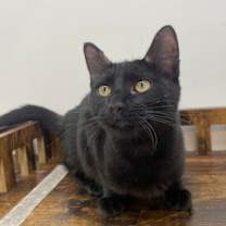 Thumbnail photo of Meatball #2