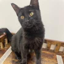 Thumbnail photo of Meatball #4