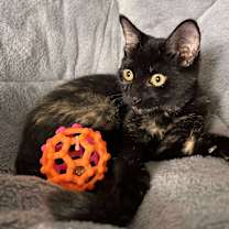 Thumbnail photo of Trix #1