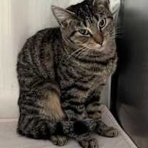 Thumbnail photo of Crackle #1