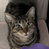 Thumbnail photo of Crackle #2