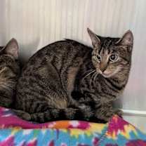 Thumbnail photo of Crackle #3