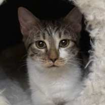 Thumbnail photo of Brushes #1