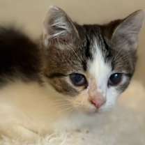 Thumbnail photo of Piddy #3