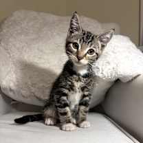 Thumbnail photo of Celery #1