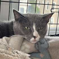 Thumbnail photo of Hermette #2