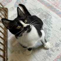 Thumbnail photo of Pepper #2