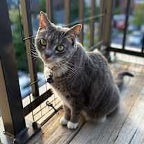 Thumbnail photo of Lil #4