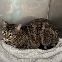 Thumbnail photo of Gatita #2