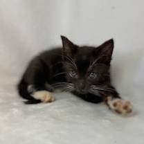 Thumbnail photo of Sparkle #2