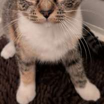 Thumbnail photo of Spicy #1