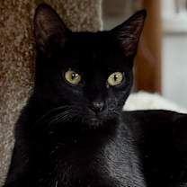 Thumbnail photo of Stella #4