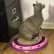 Thumbnail photo of Dusty #2