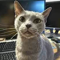 Thumbnail photo of Dusty #3