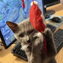 Thumbnail photo of Dusty #4