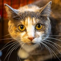 Thumbnail photo of Arya Stark #2