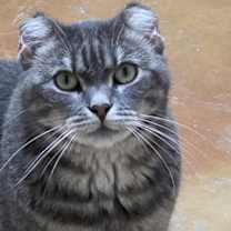 Thumbnail photo of Finny #4