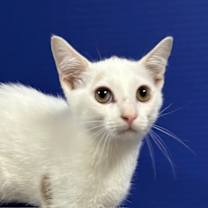 Thumbnail photo of Ricotta #1