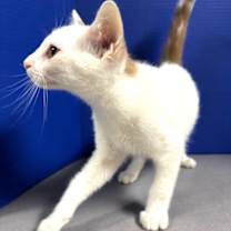 Thumbnail photo of Ricotta #2