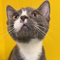 Thumbnail photo of Cilantro #2