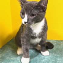 Thumbnail photo of Cilantro #3