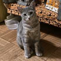 Thumbnail photo of Graddy #1