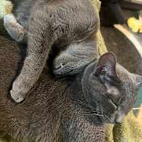 Thumbnail photo of Grayson #1