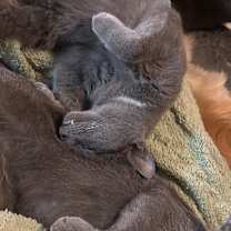 Thumbnail photo of Grayson #2