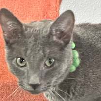 Thumbnail photo of 5-0 #2