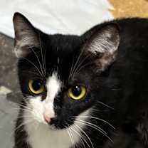 Thumbnail photo of Wibble #3