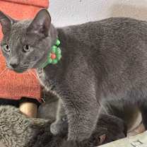 Thumbnail photo of 5-0 #3