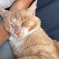 Thumbnail photo of Simba #2