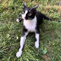 Thumbnail photo of Wibble #4