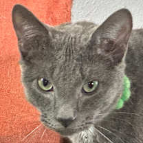 Thumbnail photo of 5-0 #4