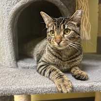 adopt-pet