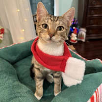 Thumbnail photo of Amelia: 'Birdelia' Not at the Shelter (Faith) #2