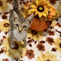 Thumbnail photo of Amelia: 'Birdelia' Not at the Shelter (Faith) #3