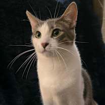 Thumbnail photo of Cannoli #2